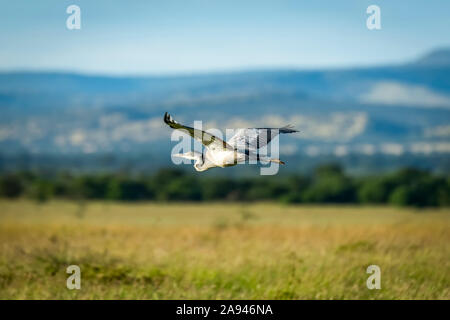 Un airone a testa nera (Ardea melanocephala) vola su praterie con alberi e colline in lontananza. Ha le sue ali sollevate e ha nero, bianco ... Foto Stock