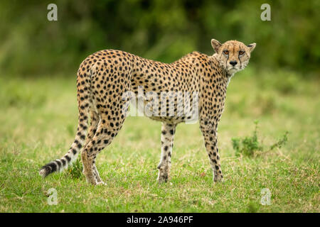 Cheetah (Acinonyx jubatus) attraversa l'erba guardando indietro alla macchina fotografica, Cottar's Safari Camp, Maasai Mara National Reserve; Kenya Foto Stock