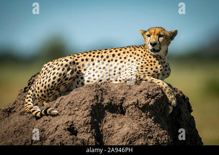 Cheetah (Achinonyx jubatus) giace su tumulo con sfondo offuscato, campo Tentato di Grumeti Serengeti, Parco Nazionale di Serengeti; Tanzania Foto Stock