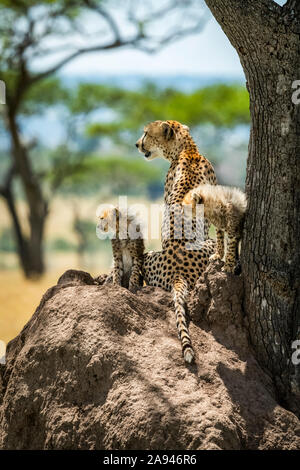 Ghepardo e due cubetti (Acinonyx jubatus) che giacciono sul tumulo, campo Tentato di Grumeti Serengeti, Parco Nazionale di Serengeti; Tanzania Foto Stock