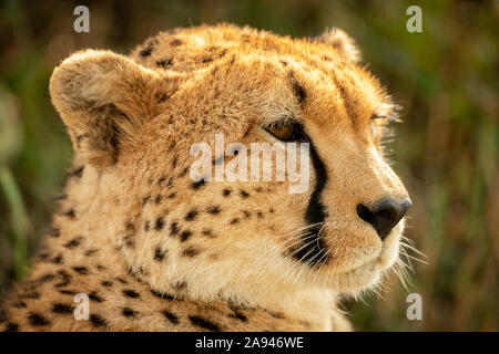 Primo piano della testa di ghepardo femminile (Achinonyx jubatus) rivolta a destra, campo di Klein, Parco Nazionale di Serengeti; Tanzania Foto Stock