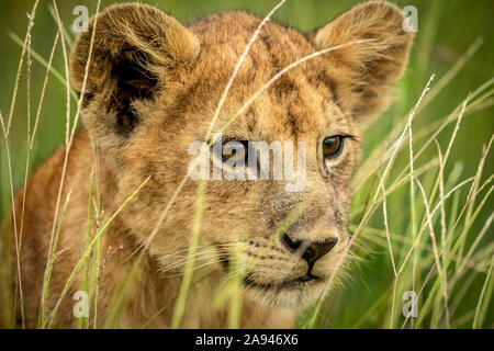 Primo piano del cucciolo di leone (Panthera leo) che guarda attraverso l'erba, campo Tentato di Grumeti Serengeti, Parco Nazionale di Serengeti; Tanzania Foto Stock