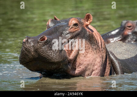 Primo piano della testa di sollevamento ippopotamo (Hippopotamus anfibio) nel fiume, campo Tentato di Grumeti Serengeti, Parco Nazionale di Serengeti; Tanzania Foto Stock