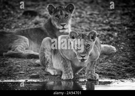 La leonessa monocromo (Panthera leo) si affaccia dall'acqua, campo Tentato di Grumeti Serengeti, Parco Nazionale di Serengeti; Tanzania Foto Stock