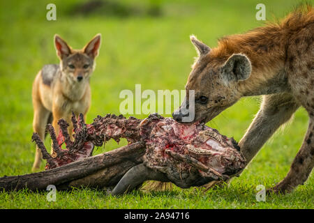 Primo piano di jackal (Canis mesomelas) guardando avvistato hyena (Crocuta crocuta) nutrire, campo di Klein, Parco Nazionale di Serengeti; Tanzania Foto Stock