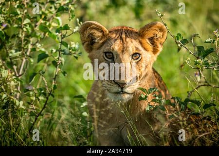 Primo piano del cucciolo di leone (Panthera leo) seduto in cespugli, campo Tentato di Grumeti Serengeti, Parco Nazionale di Serengeti; Tanzania Foto Stock