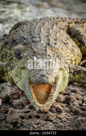 Primo piano del coccodrillo del Nilo (Crocodylus niloticus) con le mascelle aperte, campo Tentato di Grumeti Serengeti, Parco Nazionale di Serengeti; Tanzania Foto Stock