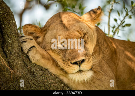 Primo piano della leonessa (Panthera leo) sul ramo addormentato, campo Tentato di Grumeti Serengeti, Parco Nazionale di Serengeti; Tanzania Foto Stock