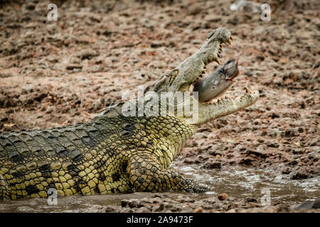 Primo piano del coccodrillo del Nilo (Crocodylus niloticus) che inghiottiscono un pesce, campo Tentato di Grumeti Serengeti, Parco Nazionale di Serengeti; Tanzania