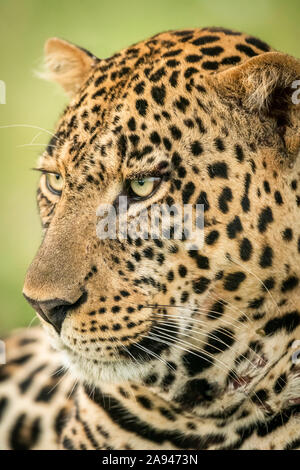 Primo piano di leopardo maschile (Panthera pardus) testa girata a sinistra, Cottar's 1920 Safari Camp, Maasai Mara National Reserve; Kenya Foto Stock