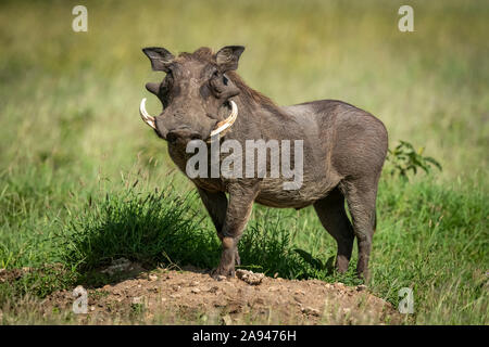 Un comune warthog (Phacochoerus africanus) si erge su un tumulo di terra che gira al sole. Ha la pelle grigia, una criniera marrone e tusks bianchi ed è t... Foto Stock