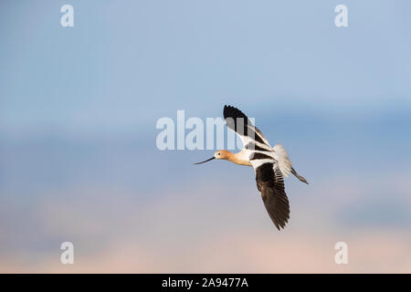 Si prega di contattare: info@greggard.com per informazioni sulle licenze www.GregGard.com Foto Stock