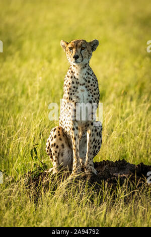 Il ghepardo femminile (Achinonyx jubatus) si trova fissando dal tumulo di termiti, dal campo Tentato di Grumeti Serengeti, dal Parco Nazionale di Serengeti; dalla Tanzania Foto Stock