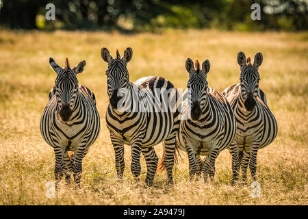 Quattro pianure zebra (Equus quagga) si trovano in erba lunga, campo Tented Grumeti Serengeti, Parco Nazionale Serengeti; Tanzania Foto Stock