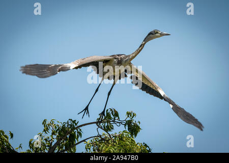 L'airone immaturo a testa nera (Ardea melanocephala) decolli dal ramo, campo Tentato di Grumeti Serengeti, Parco Nazionale di Serengeti; Tanzania Foto Stock