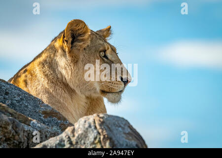 Lioness (Panthera leo) si trova su kopje che si affaccia sulle rocce, campo di Klein, Parco Nazionale Serengeti; Tanzania Foto Stock