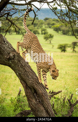 Un ghepardo maschio (Acinonyx jubatus) sta camminando giù il tronco di un albero. Ha pelliccia marrone coperta di macchie nere, e sullo sfondo può essere visto... Foto Stock