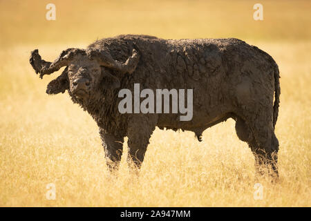 Il bufalo di Capo impaccato di fango (caffer di Syncerus) si trova in erba lunga, campo Tented di Grumeti Serengeti, Parco Nazionale di Serengeti; Tanzania Foto Stock
