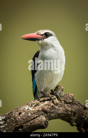 Woodland Kingfisher (Halcyon senegalensis) girando a sinistra su ramo morto, Grumeti Serengeti Tented Camp, Parco Nazionale Serengeti; Tanzania Foto Stock