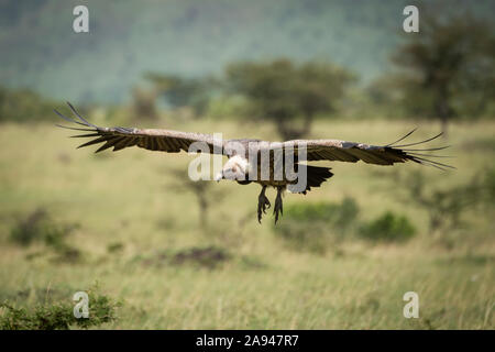 Il avvoltoio a schienale bianco (Gyps africanus) entra per lo sbarco erboso, il campo di Klein, il Parco Nazionale di Serengeti; Tanzania Foto Stock