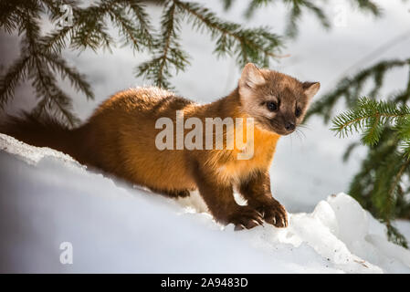 American Marten (Martes americana) siede sulla riva della neve sotto i rami di conifere; Silver Gate, Montana, Stati Uniti d'America Foto Stock