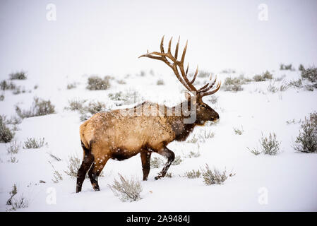 Grande alce toro (Cervus canadensis) Con maestose antlers che camminano attraverso la tempesta di neve invernale nello Yellowstone National Parcheggio Foto Stock