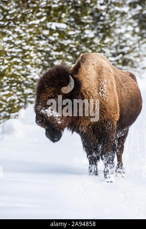 American Bison bull (Bison bison) con neve aggrappata al viso e alle gambe che si trovano nella Firehole River Valley, Yellowstone National Park Foto Stock