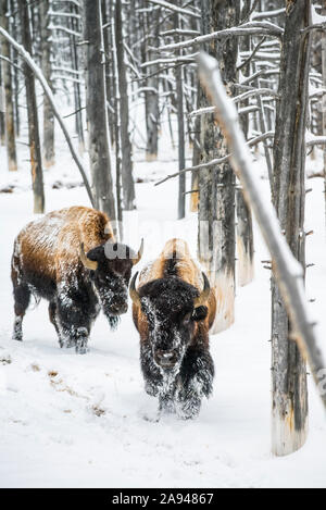 Coppia di tori di bisonte americani (Bison bison) Camminando attraverso gli alberi 'Bobby Socks' nel Fiume Firehole Valley of Yellowstone National Park Foto Stock