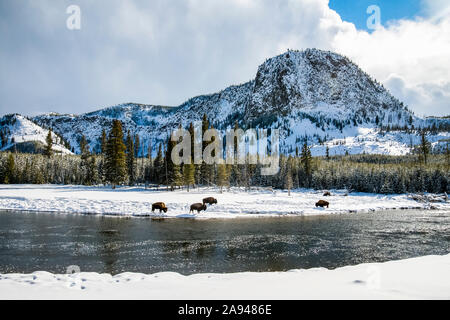 Paesaggio invernale con il bisonte americano (bisonte bisonte) Pascolando lungo le rive del fiume Madison a Yellowstone Parco nazionale Foto Stock