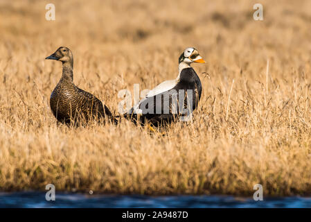 Uomini e donne Spectacled Eiders (Somateria fischeri) in piedi in erba secca sul bordo di un stagno tundra vicino a Utqiagvik (ex Barrow) su Alask... Foto Stock