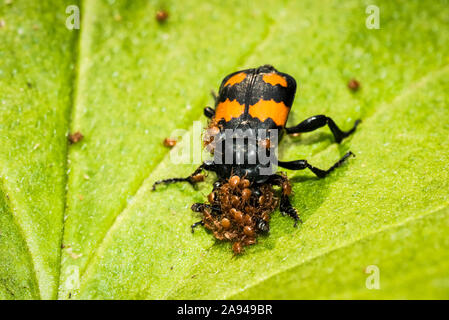 Burying Beetle (Nicrophorus vespilloides) che porta acari (attacco-trekking) su foglia verde; Fairbanks, Alaska, Stati Uniti d'America Foto Stock