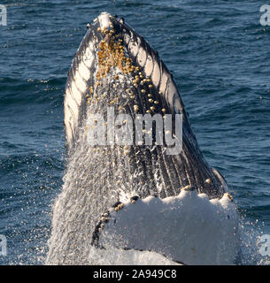 Close-up di una violazione Humpback Whale che mostra la parte inferiore della ganascia e la pelle scanalato della parte superiore del torace. (Megaptera novaeangliae) Foto Stock