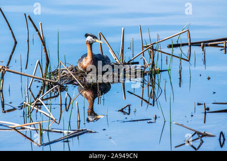 Grebe (Podiceps grisegena) si deposita sulle sue uova in un nido ancorato in stalle in uno stagno vicino a Fairbanks; Alaska, Stati Uniti d'America Foto Stock