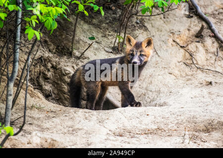 Red Fox (Vulpes vulpes) kit, Cross Fox fase colore, che emerge dalla sua den burrow vicino Fairbanks; Alaska, Stati Uniti d'America Foto Stock