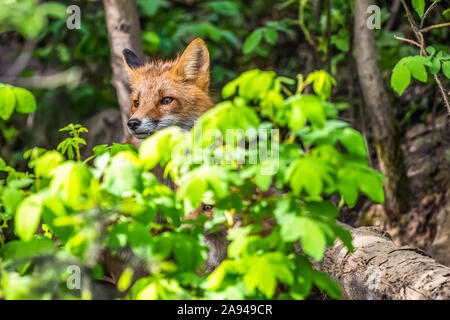 Red Fox (Vulpes vulpes) kit nasconde in foliage denso vicino a Fairbanks; Alaska, Stati Uniti d'America Foto Stock