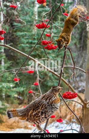 Grouse Ruffed (Bonasa umbellus) e Squirrel Rosso (Tamiasciurus hudsonicus) Avvicinarsi l'un l'altro sul ramo di una cenere di montagna Albero vicino a Fairbanks Foto Stock