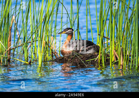 Grebe dal collo rosso (Podiceps grisegena) con pulcino appena-hatched sulla sua parte posteriore in un nido ancorato In stalle in uno stagno vicino Fairbanks Foto Stock