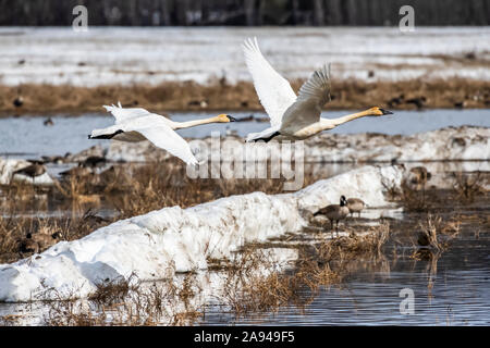 Coppia di Trumpeter Swans (cicnus buccinator) che volano basso sopra Creamer's Field Migratory Waterfowl Refuge; Fairbanks, Alaska, Stati Uniti d'America Foto Stock