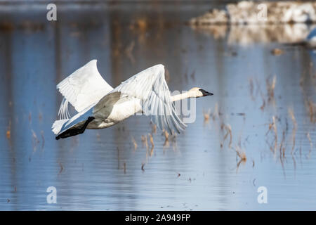 Il trombettista Swan (cicnus buccinator) che vola a basso sopra il Rifugio Creamer's Field Migratory Waterfowl; Fairbanks, Alaska, Stati Uniti d'America Foto Stock