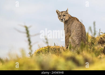 Puma seduto e guardando indietro la macchina fotografica, Cile del Sud; Cile Foto Stock