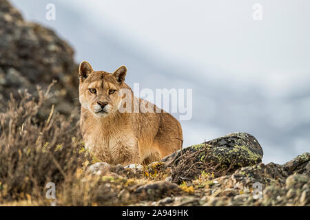 Puma nel paesaggio del Cile meridionale; Cile Foto Stock