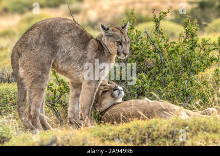 Due puma sul paesaggio nel Cile meridionale; Cile Foto Stock