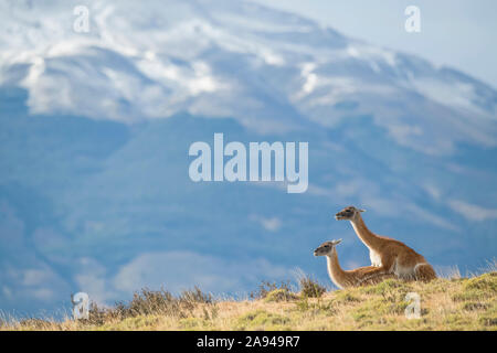 Il guanaco (lama guanicoe) è la principale fonte alimentare per la puma del Cile meridionale; Torres del Paine, Cile Foto Stock