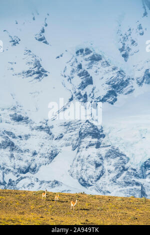 Il guanaco (lama guanicoe) è la principale fonte alimentare per la puma del Cile meridionale; Torres del Paine, Cile Foto Stock