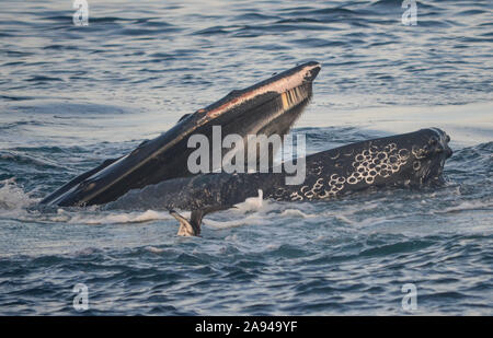 Close-up di Humpback Whale testa con baleen mostra nella parte superiore della bocca durante la bolla di alimentazione. (Megaptera novaeangliae) Foto Stock