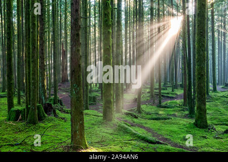 Il sole attraversa l'aria nebbiosa in una foresta pluviale; British Columbia, Canada Foto Stock
