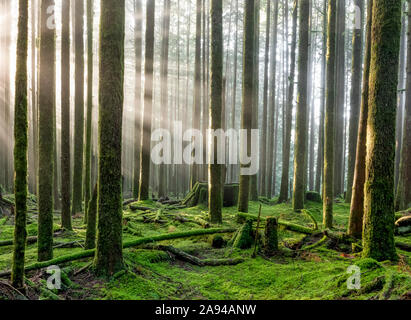 Il sole attraversa l'aria nebbiosa in una foresta pluviale; British Columbia, Canada Foto Stock