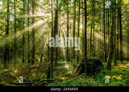 Il sole attraversa l'aria nebbiosa in una foresta pluviale; British Columbia, Canada Foto Stock