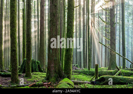 Il sole attraversa l'aria nebbiosa in una foresta pluviale; British Columbia, Canada Foto Stock