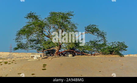 Albero della Vita, Bahrain Foto Stock
